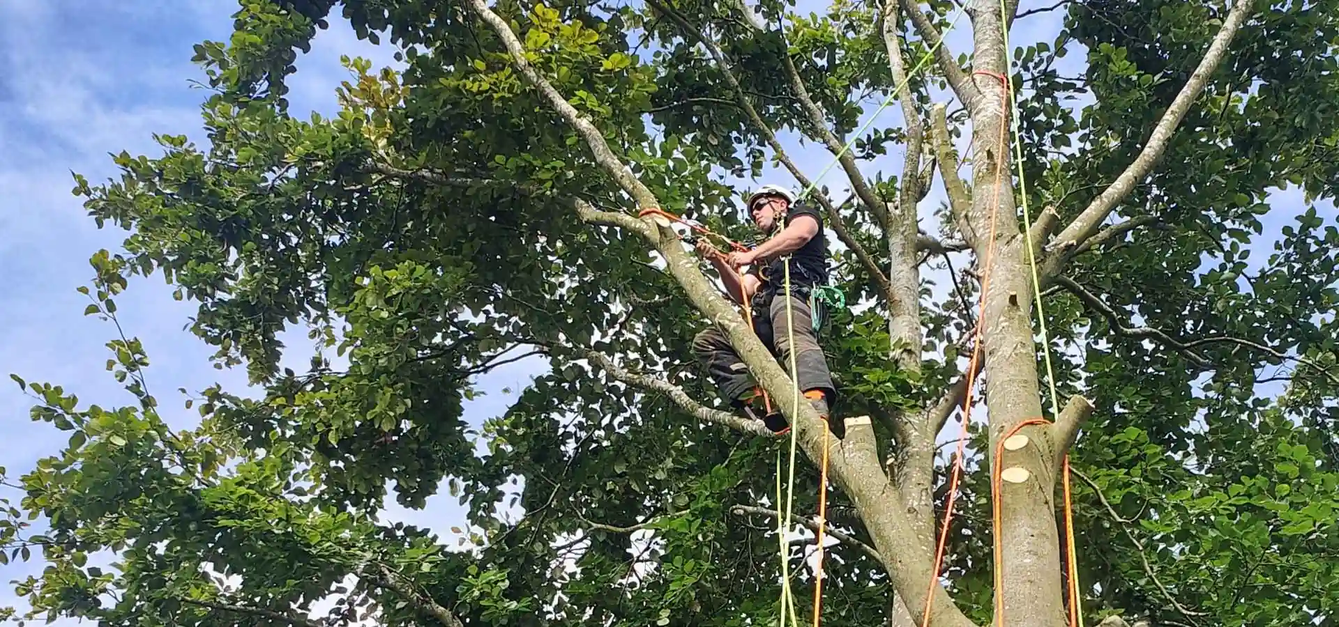 Tree Surgery Birmingham - MINT Commercial Ltd - Tree Climber