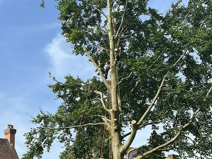 tree surgery 