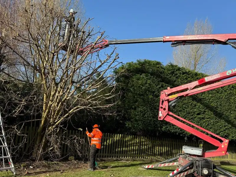 Operator with Spider Lift Hire cutting tree